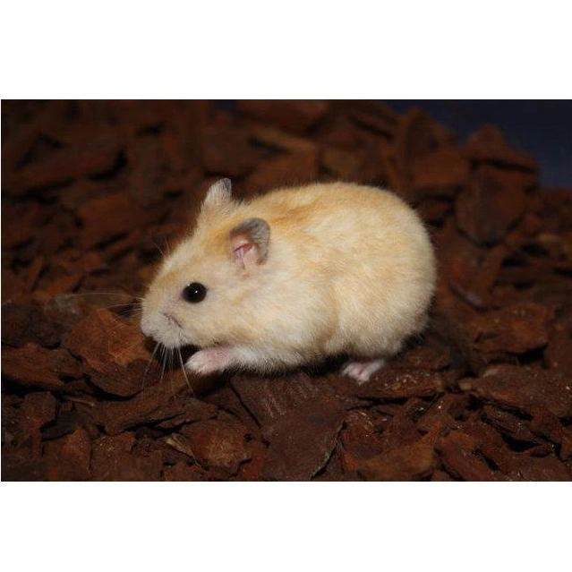 Guld Hun Dværghamster (Phodophus sungorus)